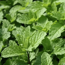 М’ята коктейльна Мохіто | Mentha nemorosa Mokhito/Mojito | Мята коктейльная Мохито