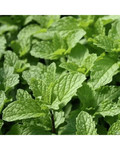 М’ята коктейльна Мохіто | Mentha nemorosa Mokhito/Mojito | Мята коктейльная Мохито