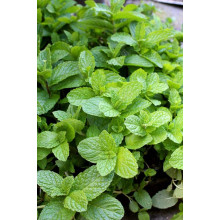 М’ята коктейльна Мохіто | Mentha nemorosa Mokhito/Mojito | Мята коктейльная Мохито