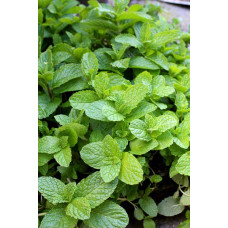 М’ята коктейльна Мохіто | Mentha nemorosa Mokhito/Mojito | Мята коктейльная Мохито