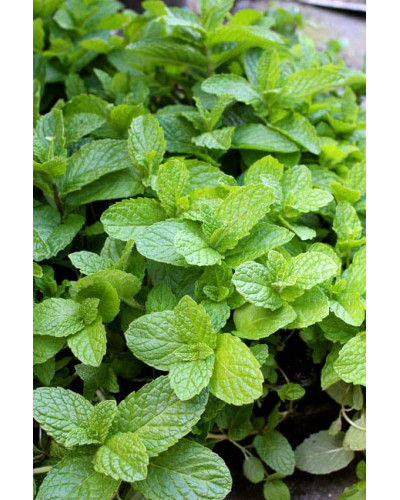 М’ята коктейльна Мохіто | Mentha nemorosa Mokhito/Mojito | Мята коктейльная Мохито
