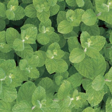М’ята коктейльна Мохіто | Mentha nemorosa Mokhito/Mojito | Мята коктейльная Мохито