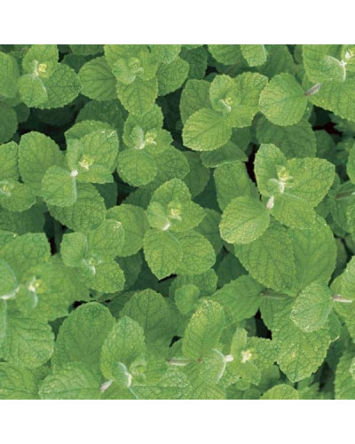 М’ята коктейльна Мохіто | Mentha nemorosa Mokhito/Mojito | Мята коктейльная Мохито