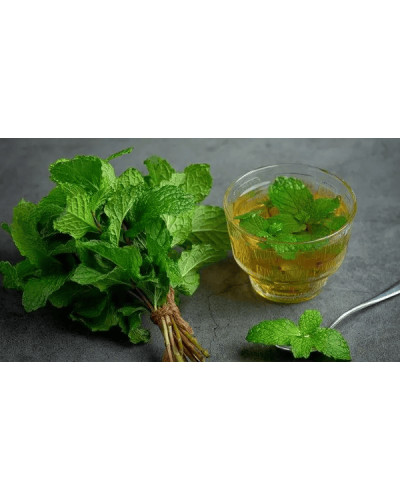 М’ята коктейльна Мохіто | Mentha nemorosa Mokhito/Mojito | Мята коктейльная Мохито