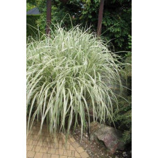 Лепешняк великий Варієгата | Glyceria maxima Variegata | Манник большой Вариегата