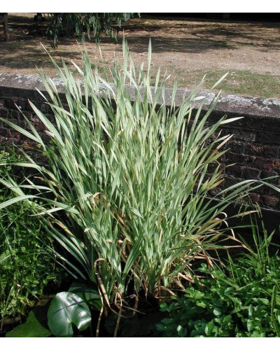 Лепешняк великий Варієгата | Glyceria maxima Variegata | Манник большой Вариегата