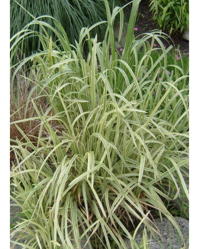 Лепешняк великий Варієгата | Glyceria maxima Variegata | Манник большой Вариегата