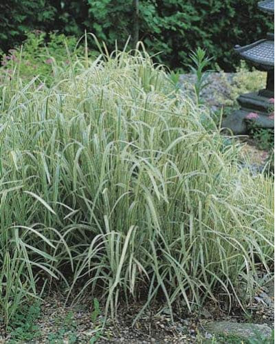 Лепешняк великий Варієгата | Glyceria maxima Variegata | Манник большой Вариегата