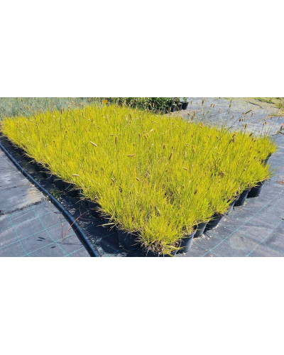Лепешняк великий Варієгата | Glyceria maxima Variegata | Манник большой Вариегата