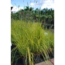 Лепешняк великий Варієгата | Glyceria maxima Variegata | Манник большой Вариегата