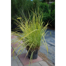 Лепешняк великий Варієгата | Glyceria maxima Variegata | Манник большой Вариегата