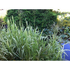 Лепешняк великий Варієгата | Glyceria maxima Variegata | Манник большой Вариегата