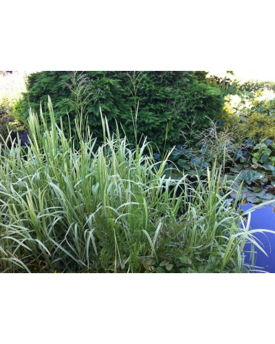 Лепешняк великий Варієгата | Glyceria maxima Variegata | Манник большой Вариегата