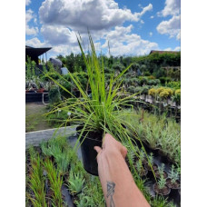 Лепешняк великий Варієгата | Glyceria maxima Variegata | Манник большой Вариегата