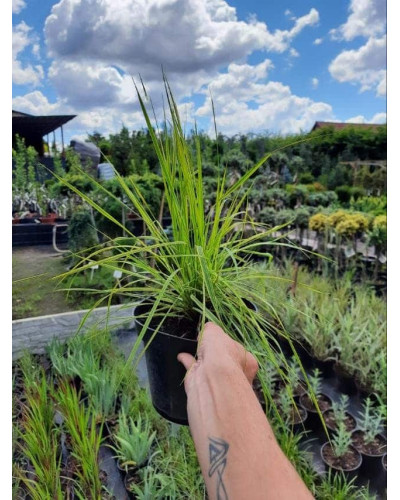 Лепешняк великий Варієгата | Glyceria maxima Variegata | Манник большой Вариегата