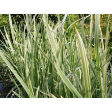 Лепешняк великий Варієгата | Glyceria maxima Variegata | Манник большой Вариегата