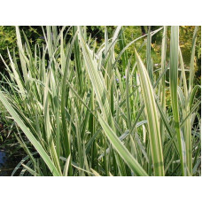 Лепешняк великий Варієгата | Glyceria maxima Variegata | Манник большой Вариегата