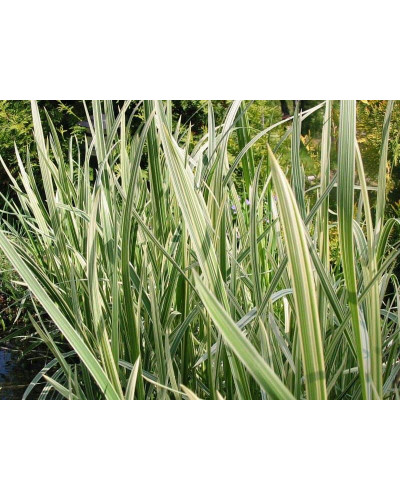 Лепешняк великий Варієгата | Glyceria maxima Variegata | Манник большой Вариегата