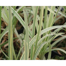Лепешняк великий Варієгата | Glyceria maxima Variegata | Манник большой Вариегата