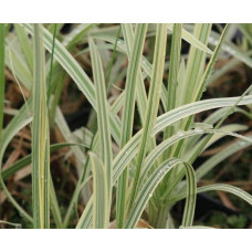 Лепешняк великий Варієгата | Glyceria maxima Variegata | Манник большой Вариегата