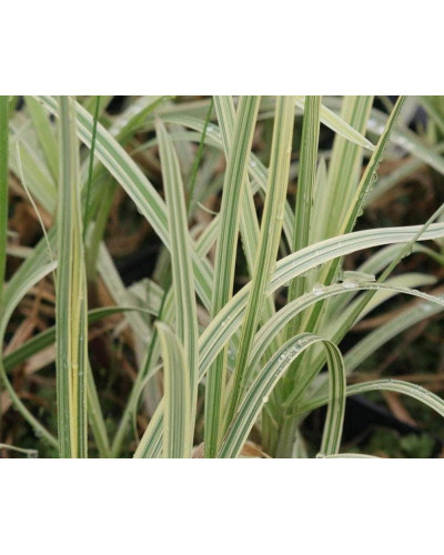 Лепешняк великий Варієгата | Glyceria maxima Variegata | Манник большой Вариегата