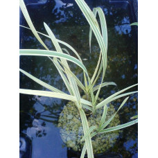 Лепешняк великий Варієгата | Glyceria maxima Variegata | Манник большой Вариегата