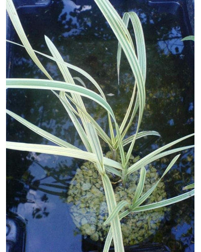 Лепешняк великий Варієгата | Glyceria maxima Variegata | Манник большой Вариегата