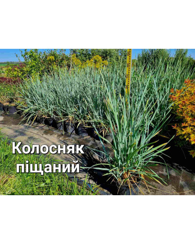 Колосняк піщаний | Leymus arenarius | Колосняк песчаный
