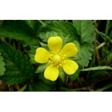 Дюшенея індійська | Duchesnea indica | Дюшенея индийская