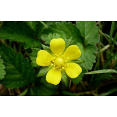 Дюшенея індійська | Duchesnea indica | Дюшенея индийская
