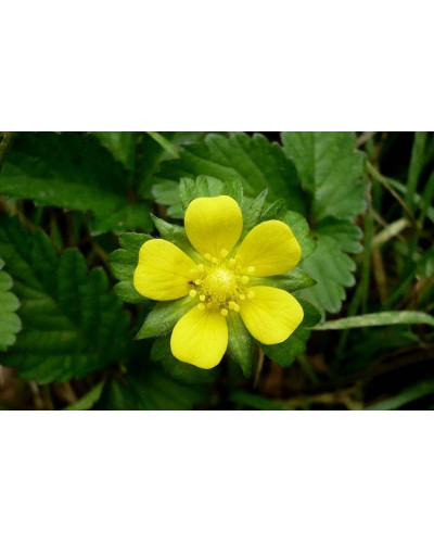 Дюшенея індійська | Duchesnea indica | Дюшенея индийская