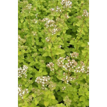 Душиця/ Орегано / Материнка звичайна Ауреа | Origanum vulgare Aurea | Душица / Орегано / Материнка обычная Ауреа