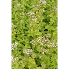 Душиця/ Орегано / Материнка звичайна Ауреа | Origanum vulgare Aurea | Душица / Орегано / Материнка обычная Ауреа