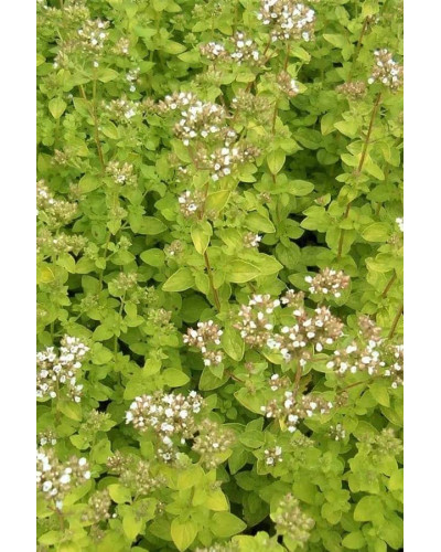 Душиця/ Орегано / Материнка звичайна Ауреа | Origanum vulgare Aurea | Душица / Орегано / Материнка обычная Ауреа