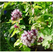 Душиця/ Орегано / Материнка звичайна Ауреа | Origanum vulgare Aurea | Душица / Орегано / Материнка обычная Ауреа