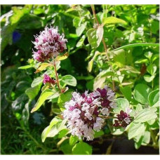 Душиця/ Орегано / Материнка звичайна Ауреа | Origanum vulgare Aurea | Душица / Орегано / Материнка обычная Ауреа