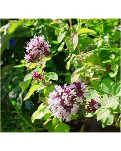 Душиця/ Орегано / Материнка звичайна Ауреа | Origanum vulgare Aurea | Душица / Орегано / Материнка обычная Ауреа