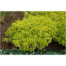 Душиця/ Орегано / Материнка звичайна Ауреа | Origanum vulgare Aurea | Душица / Орегано / Материнка обычная Ауреа