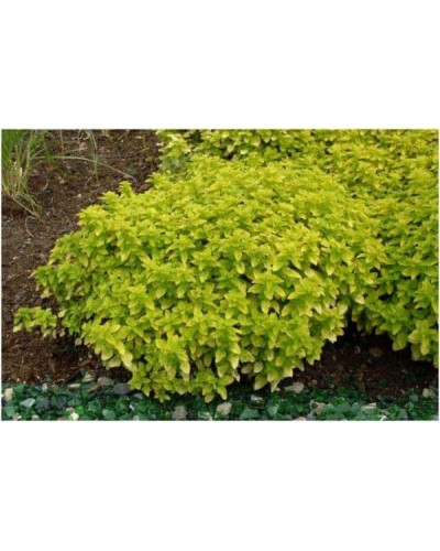 Душиця/ Орегано / Материнка звичайна Ауреа | Origanum vulgare Aurea | Душица / Орегано / Материнка обычная Ауреа