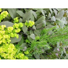Душиця/ Орегано / Материнка звичайна Ауреа | Origanum vulgare Aurea | Душица / Орегано / Материнка обычная Ауреа
