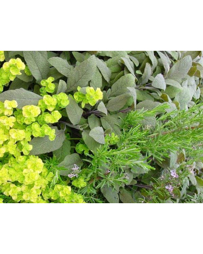 Душиця/ Орегано / Материнка звичайна Ауреа | Origanum vulgare Aurea | Душица / Орегано / Материнка обычная Ауреа