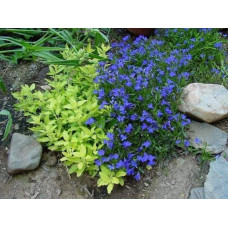 Душиця/ Орегано / Материнка звичайна Ауреа | Origanum vulgare Aurea | Душица / Орегано / Материнка обычная Ауреа