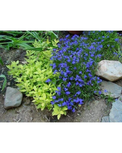 Душиця/ Орегано / Материнка звичайна Ауреа | Origanum vulgare Aurea | Душица / Орегано / Материнка обычная Ауреа