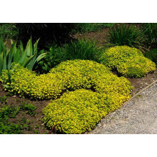 Душиця/ Орегано / Материнка звичайна Ауреа | Origanum vulgare Aurea | Душица / Орегано / Материнка обычная Ауреа