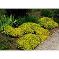 Душиця/ Орегано / Материнка звичайна Ауреа | Origanum vulgare Aurea | Душица / Орегано / Материнка обычная Ауреа