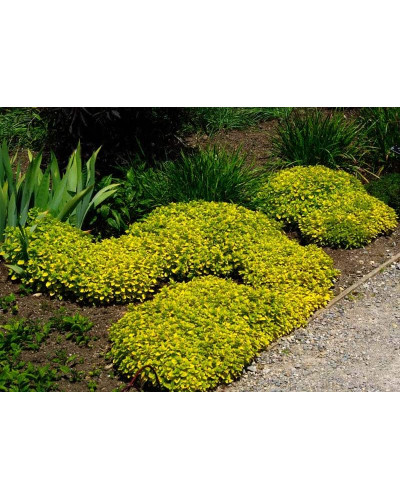 Душиця/ Орегано / Материнка звичайна Ауреа | Origanum vulgare Aurea | Душица / Орегано / Материнка обычная Ауреа