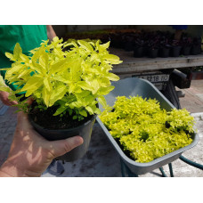 Душиця/ Орегано / Материнка звичайна Ауреа | Origanum vulgare Aurea | Душица / Орегано / Материнка обычная Ауреа