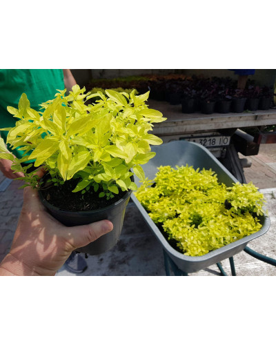 Душиця/ Орегано / Материнка звичайна Ауреа | Origanum vulgare Aurea | Душица / Орегано / Материнка обычная Ауреа