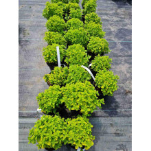 Душиця/ Орегано / Материнка звичайна Ауреа | Origanum vulgare Aurea | Душица / Орегано / Материнка обычная Ауреа