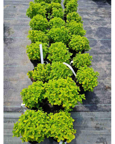 Душиця/ Орегано / Материнка звичайна Ауреа | Origanum vulgare Aurea | Душица / Орегано / Материнка обычная Ауреа